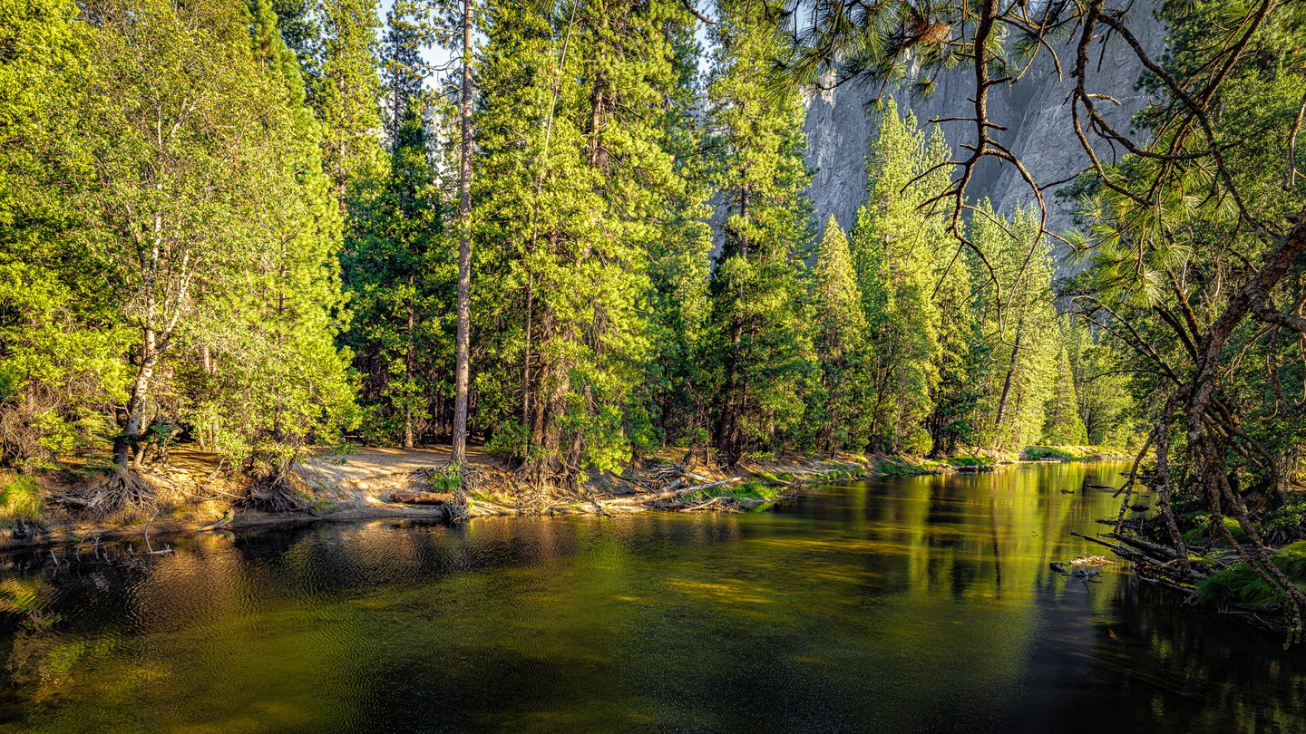 A river reflects sunlit forest beneath a tall gray cliff, with exposed roots along the bank and branches overhead.