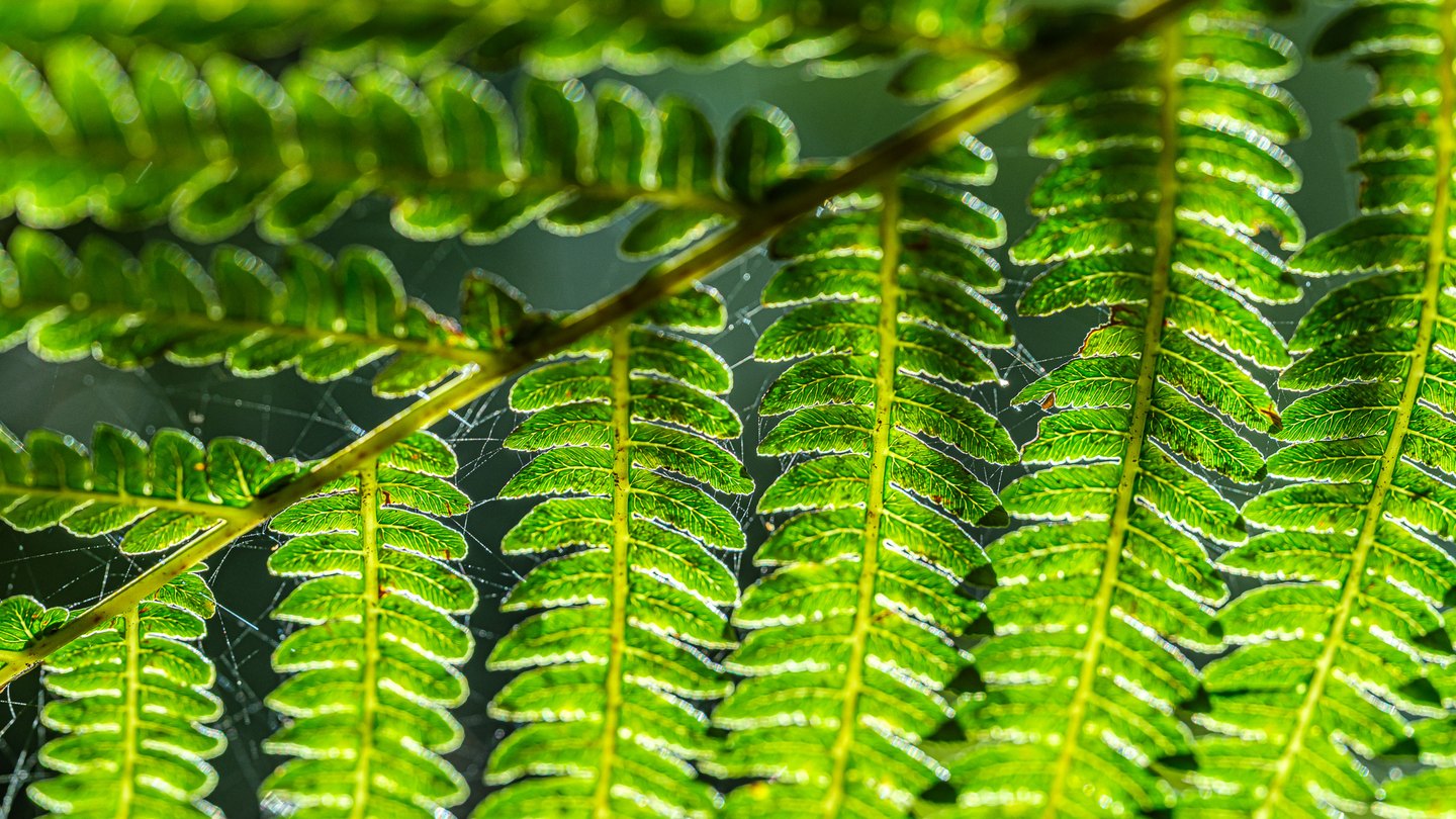 Backlit green fern leaflets reveal fine veins and spiderweb threads around a diagonal stem.