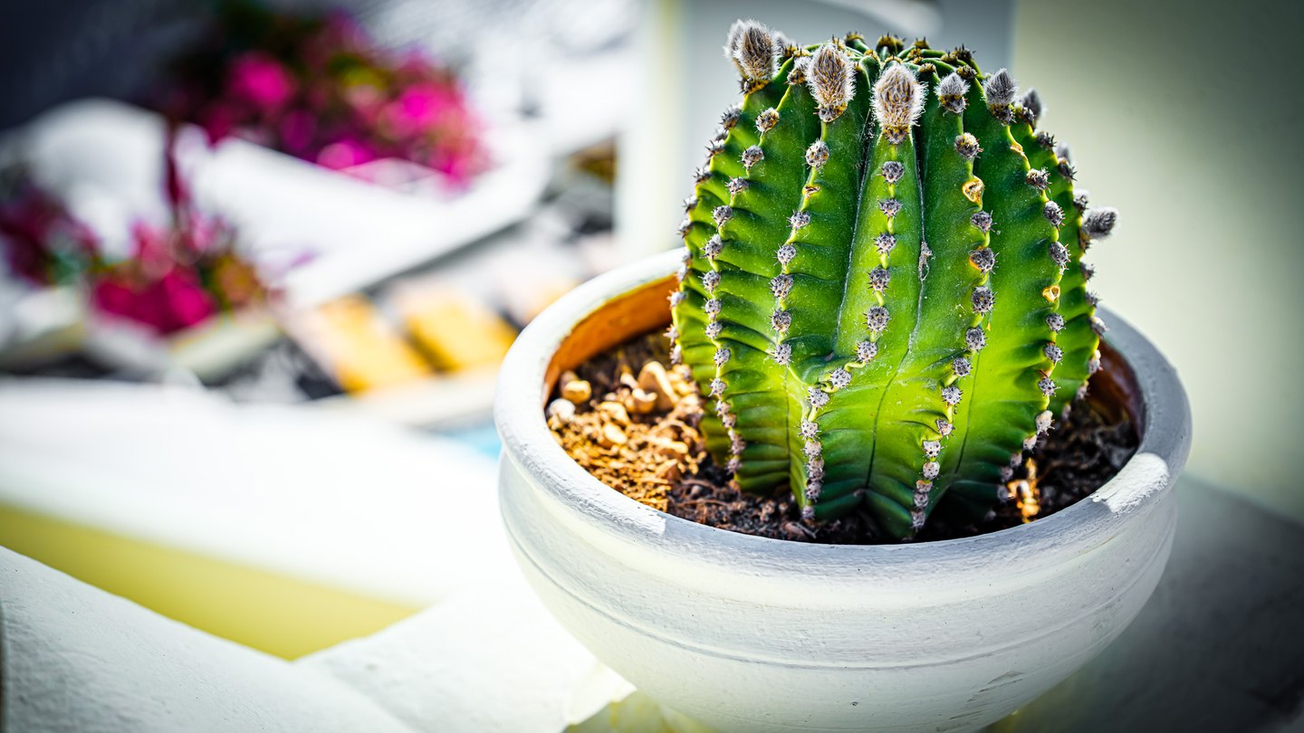 A ribbed green cactus with fuzzy buds grows in a white pot, with blurred pink flowers behind it.
