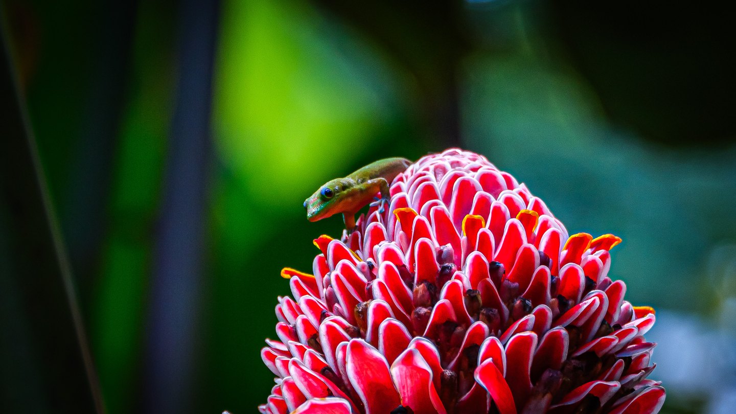 A small green gecko clings to a vivid pink-red flower head against a blurred green background.