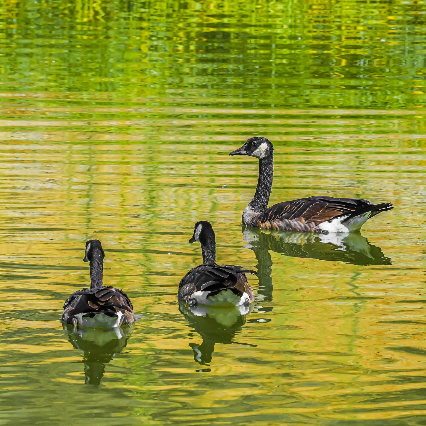 Three Canada geese swim on rippling water filled with green and gold reflections.