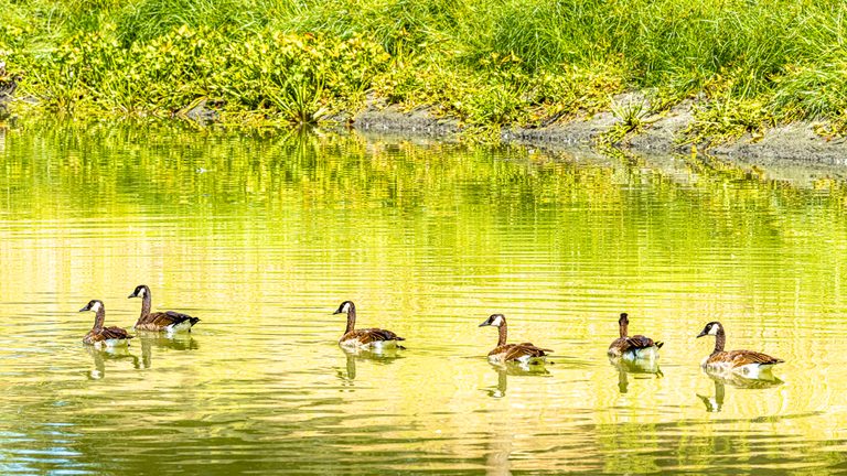 Six Canada geese swim across yellow-green water beneath a grassy bank, trailing ripples and reflections.