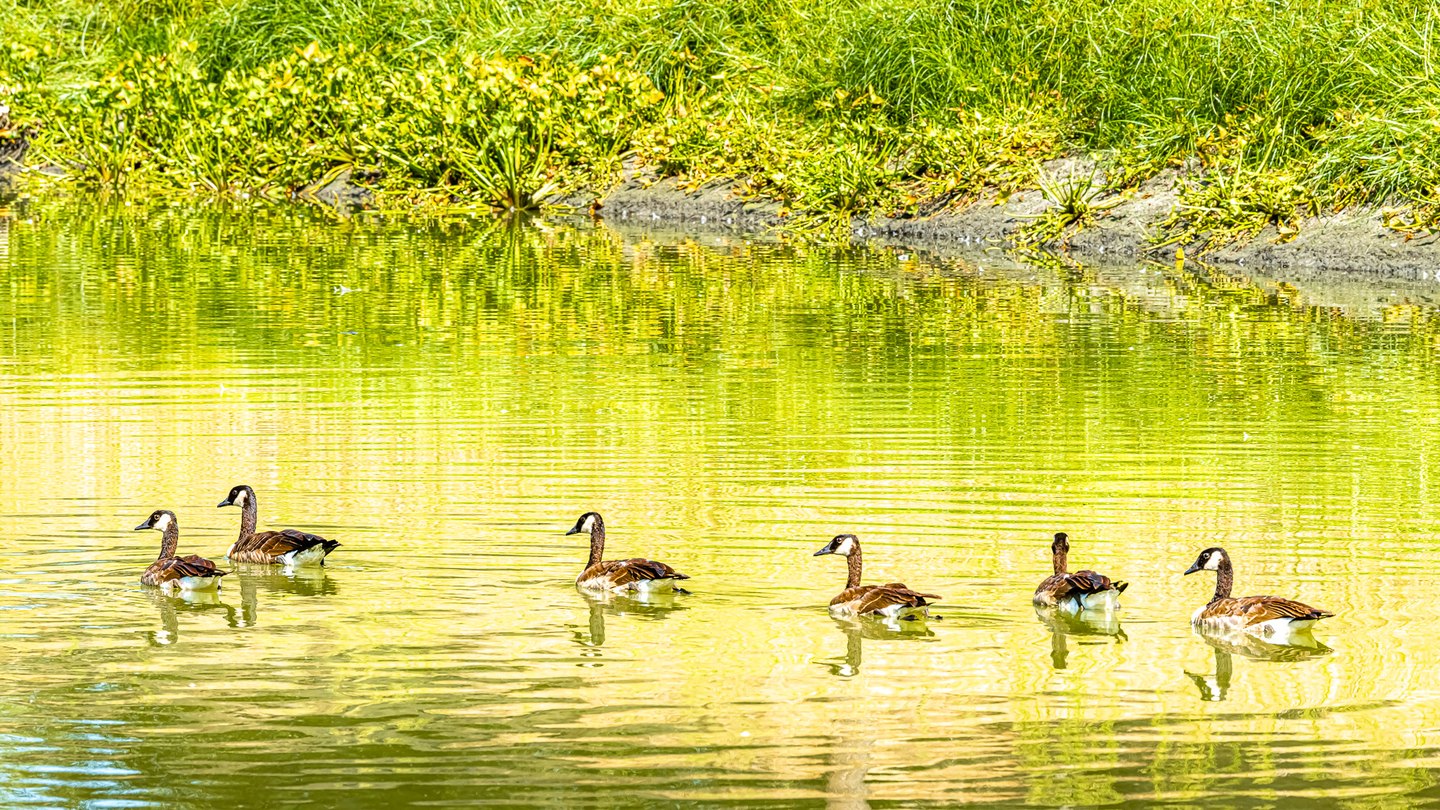 Six Canada geese swim across yellow-green water beneath a grassy bank, trailing ripples and reflections.