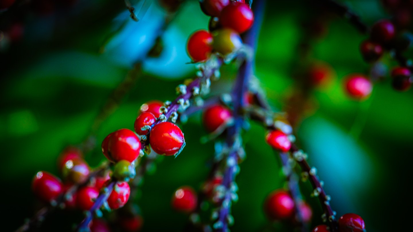 Glossy red berries line slender branching stems against a softly blurred background of deep green and turquoise.