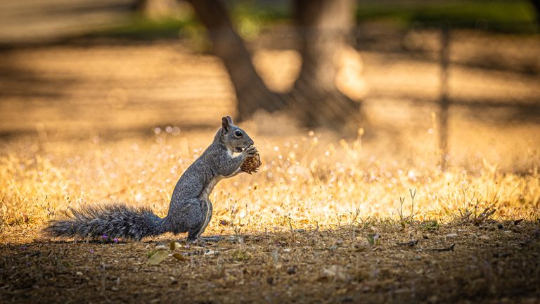 A gray squirrel sits upright holding a pine cone in dry golden grass, its bushy tail stretched behind it.