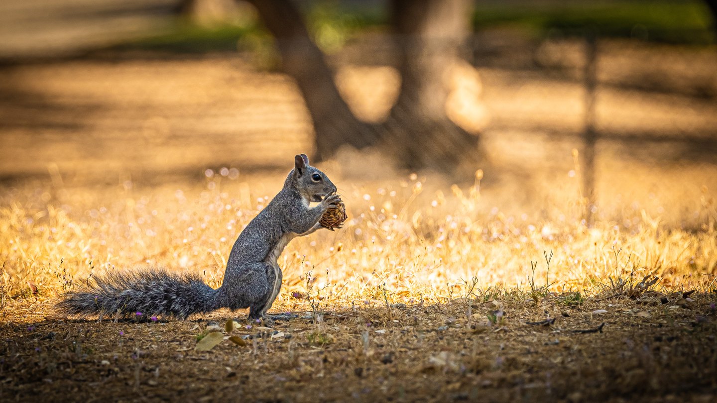 A gray squirrel sits upright holding a pine cone in dry golden grass, its bushy tail stretched behind it.