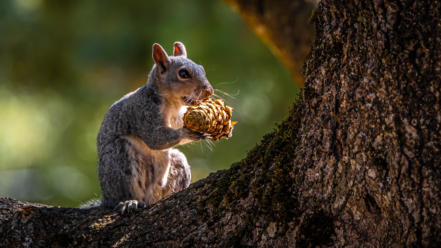 A gray squirrel holds a sunlit cone on a mossy tree branch beside a thick trunk, against a blurred green background.