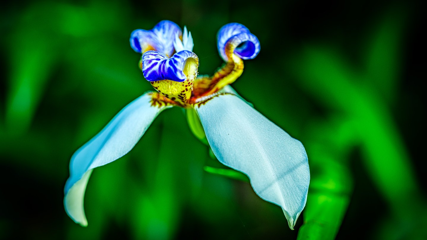 A flower with broad white petals and curled blue-and-yellow inner petals stands against blurred green foliage.