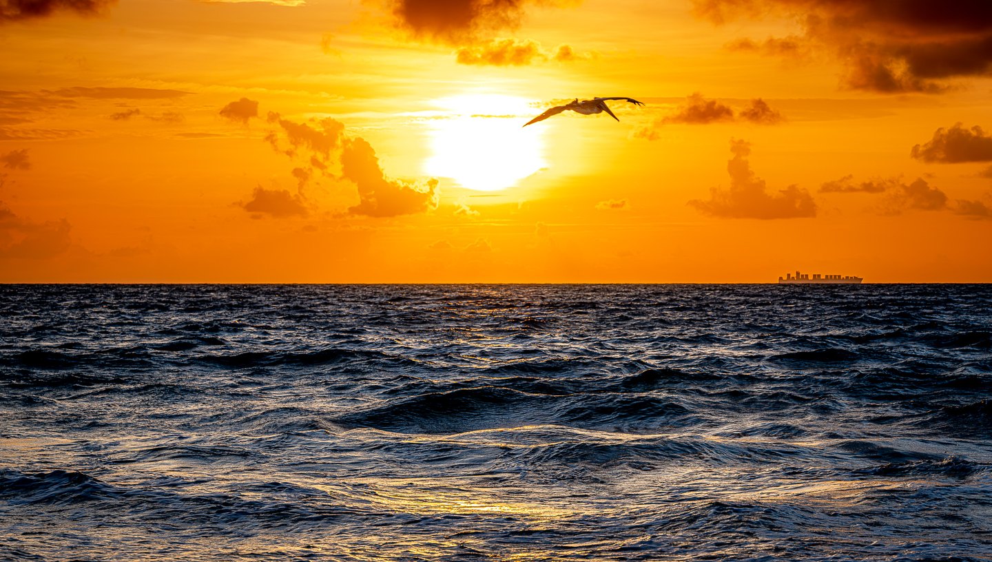 A pelican glides above dark ocean waves beneath a golden sky, with a cargo ship on the distant horizon.