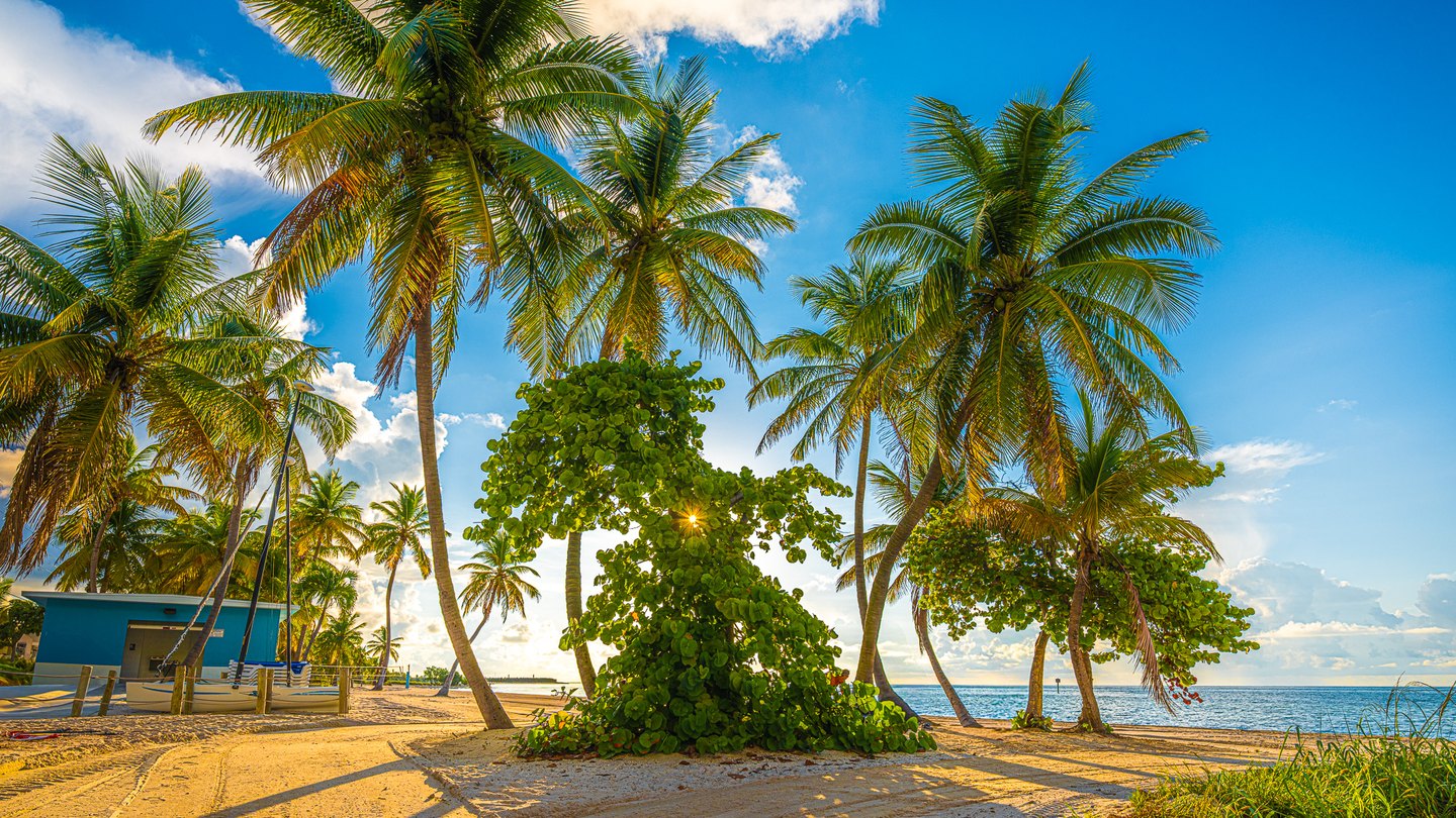 Sunlight shines through leafy trees among tall palms on a sandy beach, with blue sea and a turquoise building beyond.