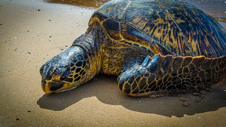 A sea turtle rests on sunlit sand, its patterned shell, lowered head, and broad front flipper filling the frame.