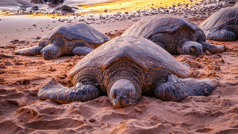 Sea turtles rest on reddish sand beside golden shallows, with one large turtle facing forward in the foreground.