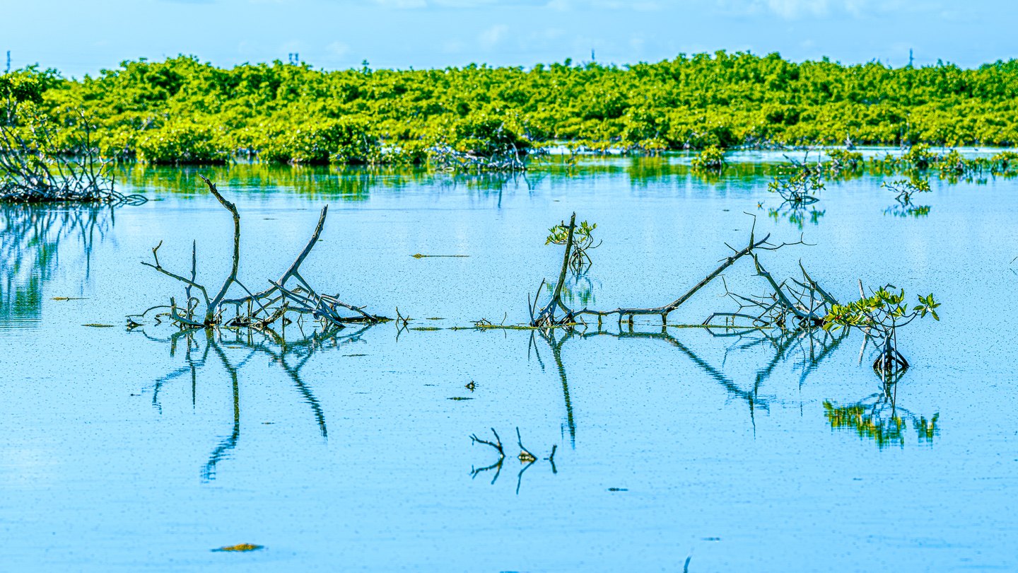 Bare mangrove branches and leafy shoots rise from blue water, casting reflections beneath a dense green canopy.