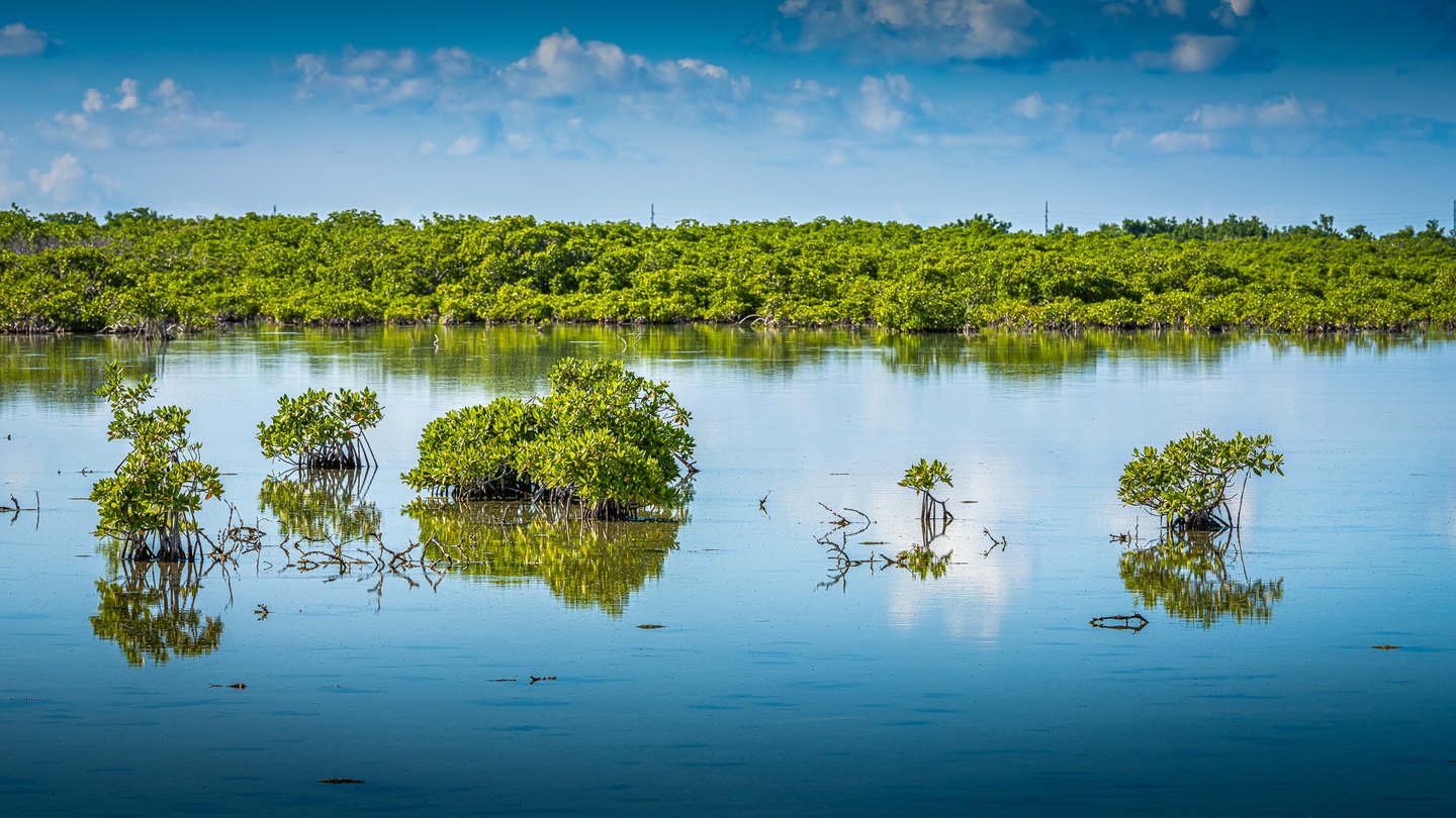 Small mangroves and exposed roots reflect in calm blue water beneath a green treeline and scattered white clouds.