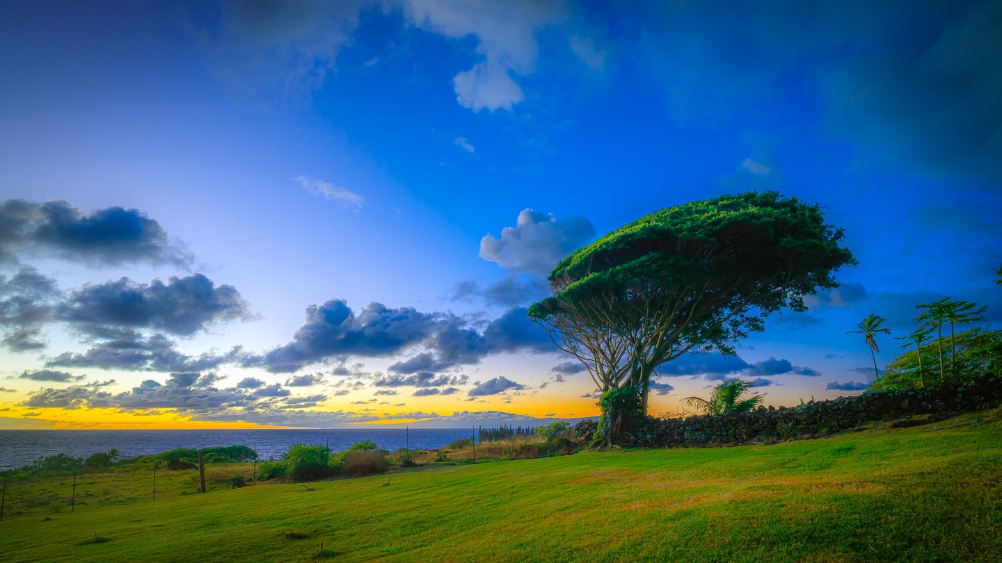 A broad-canopied tree stands beside a stone wall above the ocean, beneath blue clouds and a golden horizon.