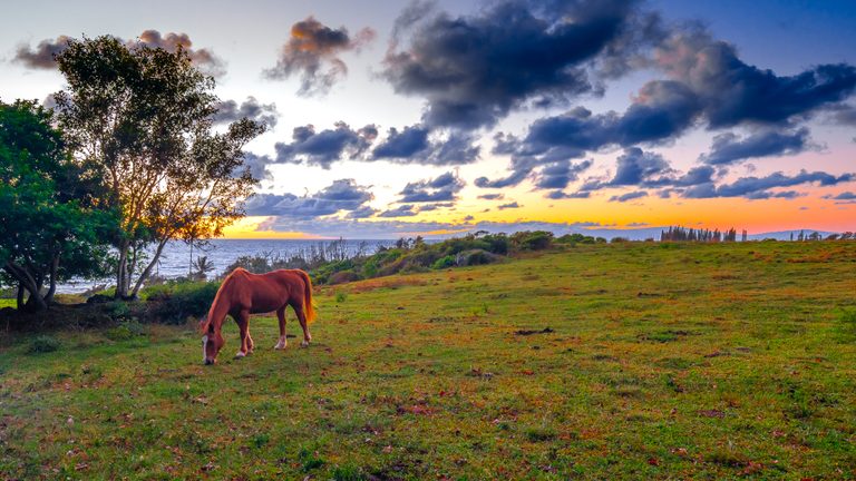 A chestnut horse grazes in a green coastal field beneath trees and dark clouds, with orange light along the horizon.