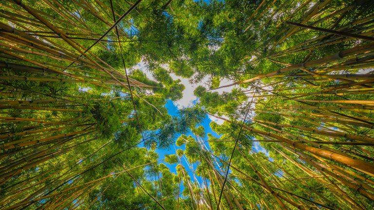 An upward view of tall bamboo stems and dense green leaves framing blue sky and white clouds.