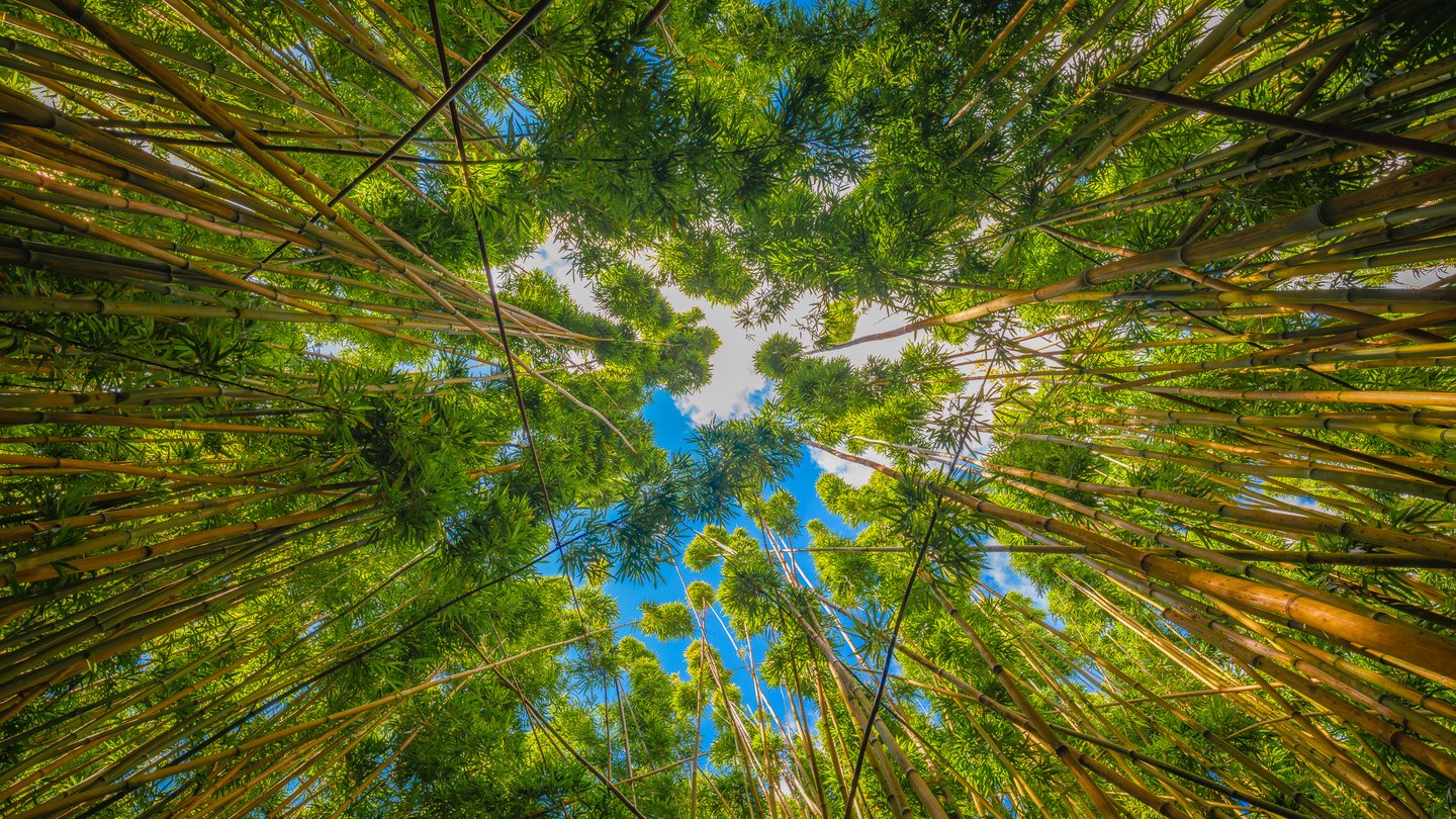 An upward view of tall bamboo stems and dense green leaves framing blue sky and white clouds.