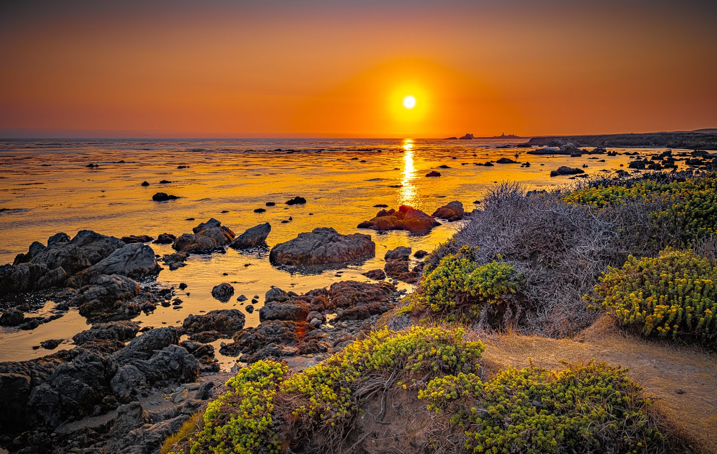A low sun casts golden light across a rocky sea, with yellow flowers and dry coastal scrub in the foreground.