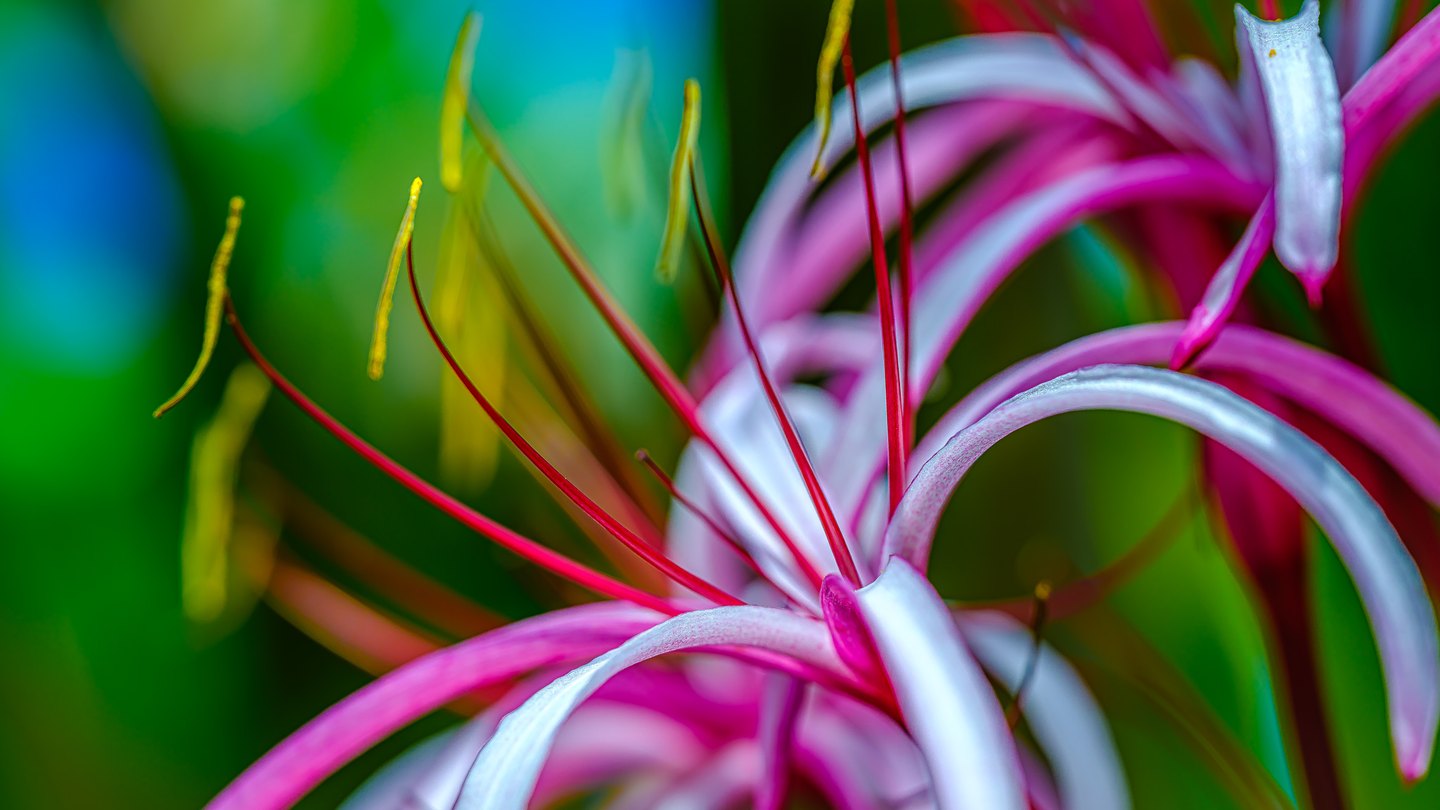 Pink and white flowers with curling narrow petals and long red stamens tipped in yellow against a blurred green background.