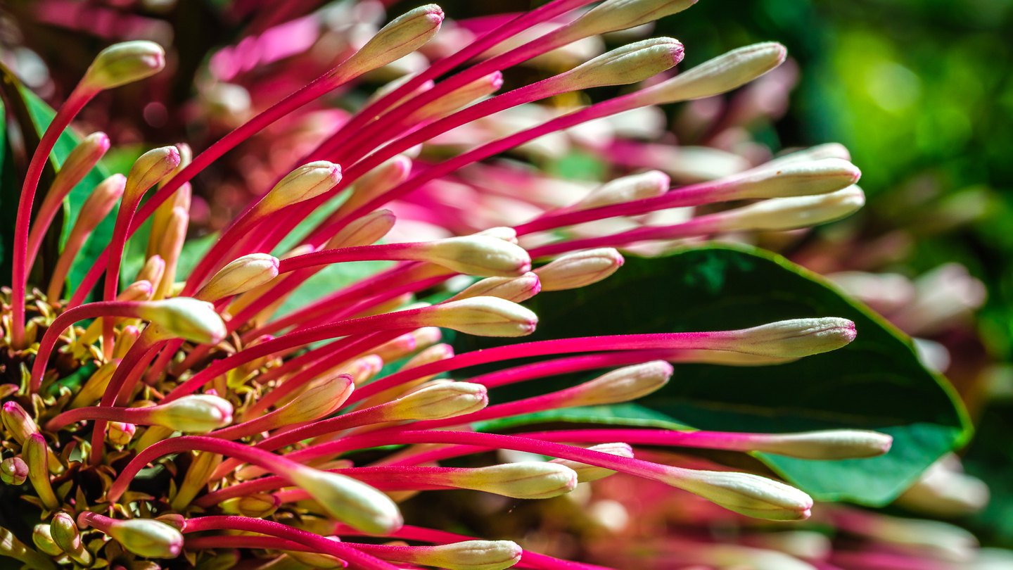Cream-colored flower buds on long pink tubes fan across the frame against glossy green leaves.