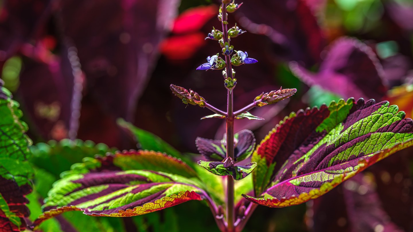 Tiny violet flowers rise on a purple stem above serrated leaves patterned in lime green, burgundy, and red.