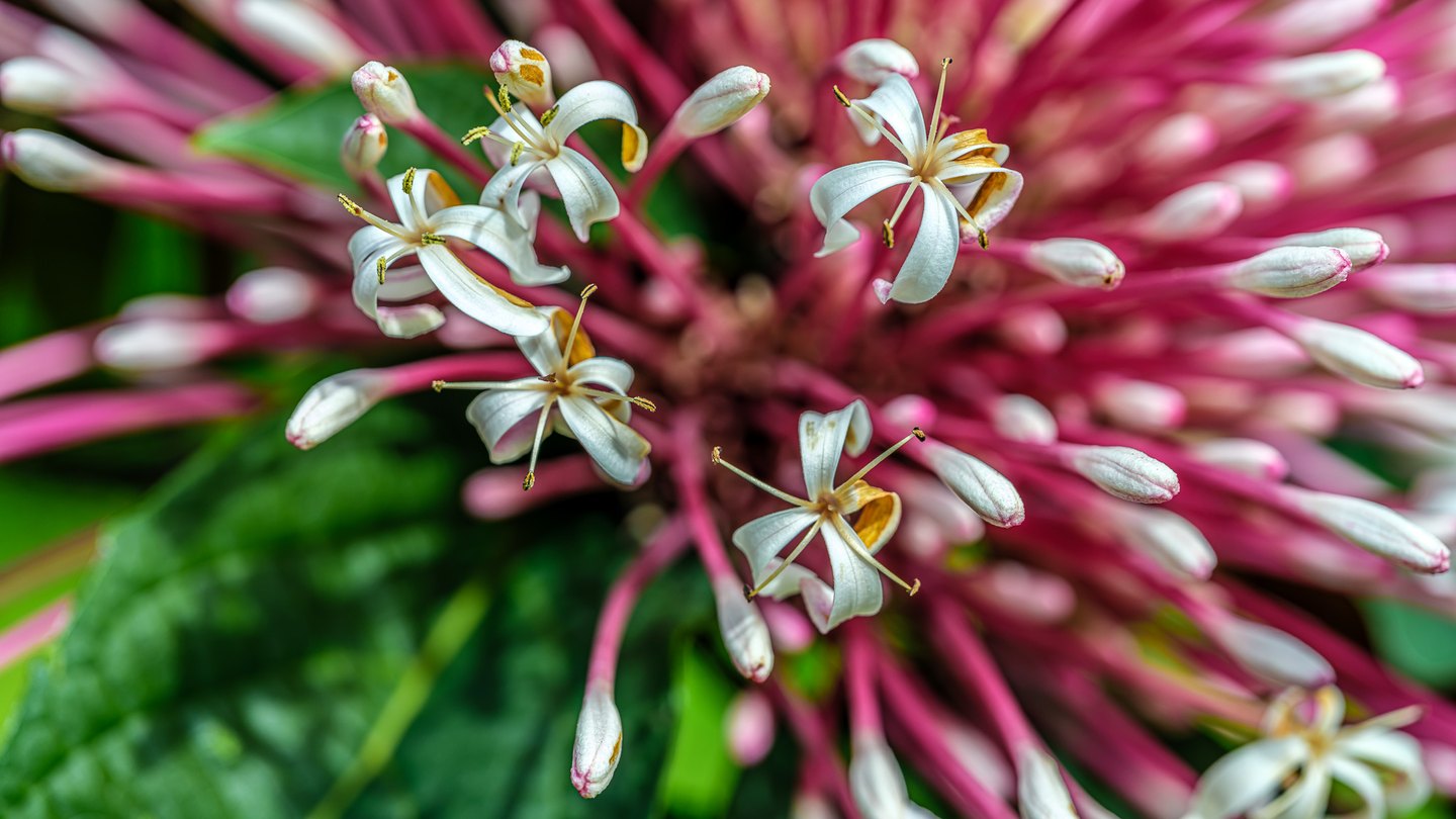 White flowers with curled petals and yellow stamens open among long pink flower tubes, pale buds, and green leaves.
