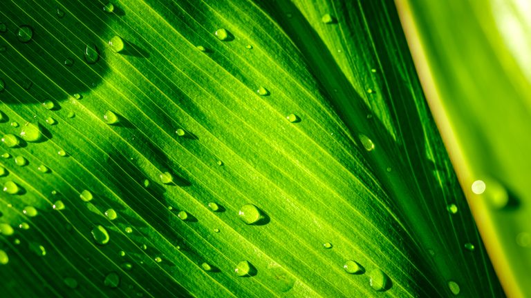 Water droplets dot a vivid green leaf with diagonal veins, bright sunlight, and deep bands of shadow.