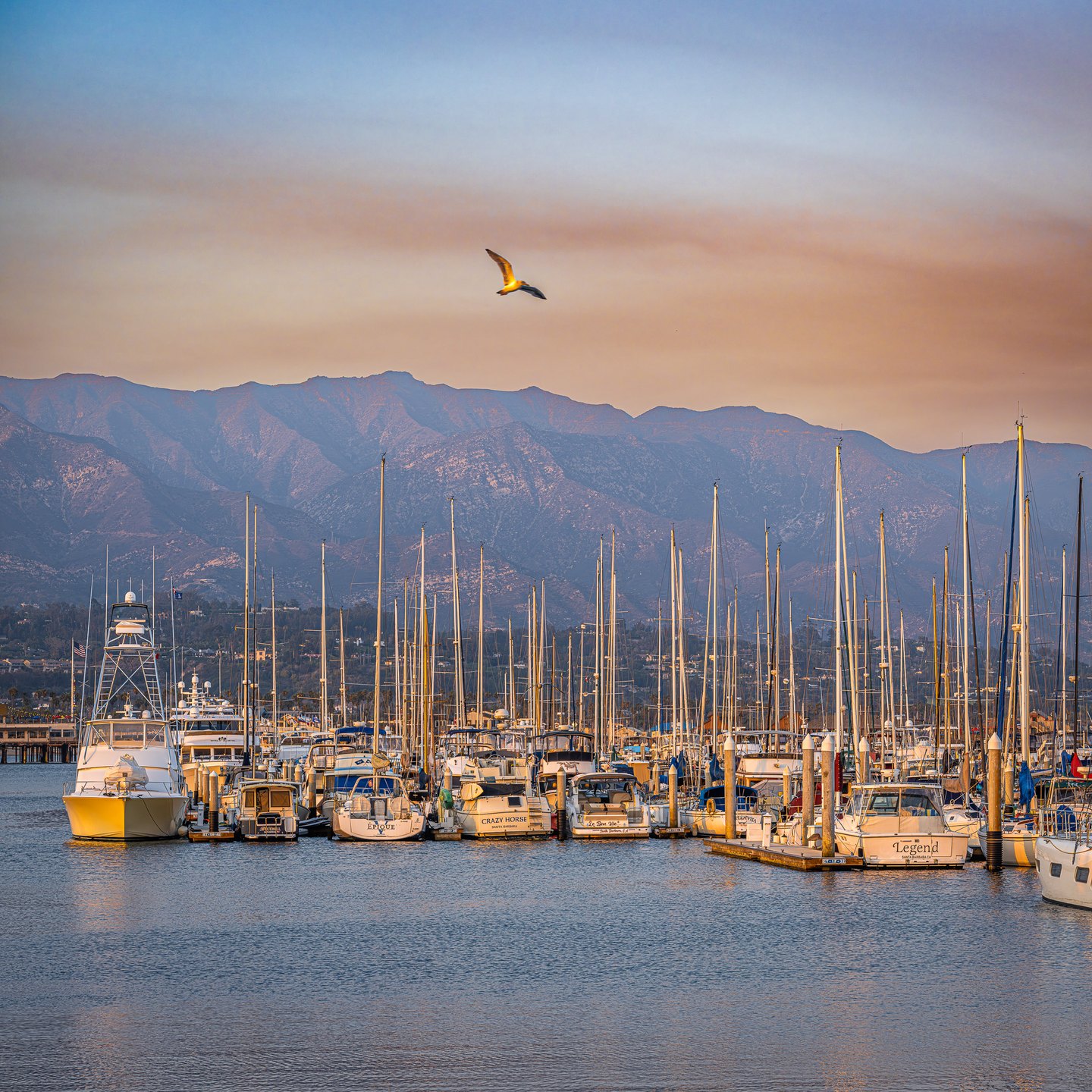 A gull flies above sunlit sailboats and motorboats in a marina, with rugged mountains behind and rippled water below.