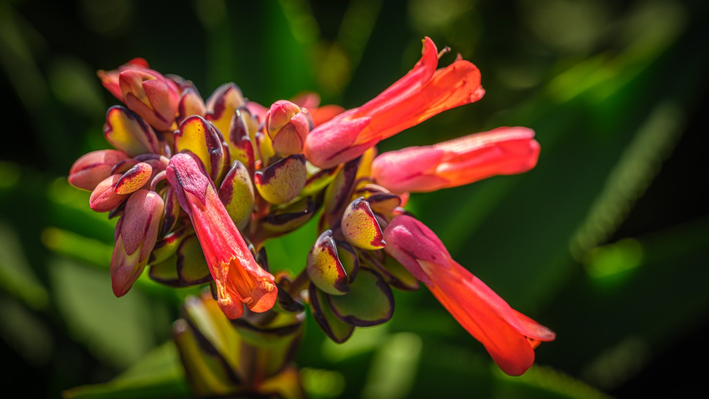 Red-orange tubular flowers and pink buds cluster among yellow-green, burgundy-edged forms against blurred foliage.