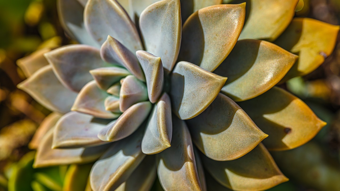 Close-up of a succulent rosette with thick, pointed blue-gray leaves edged in golden sunlight.