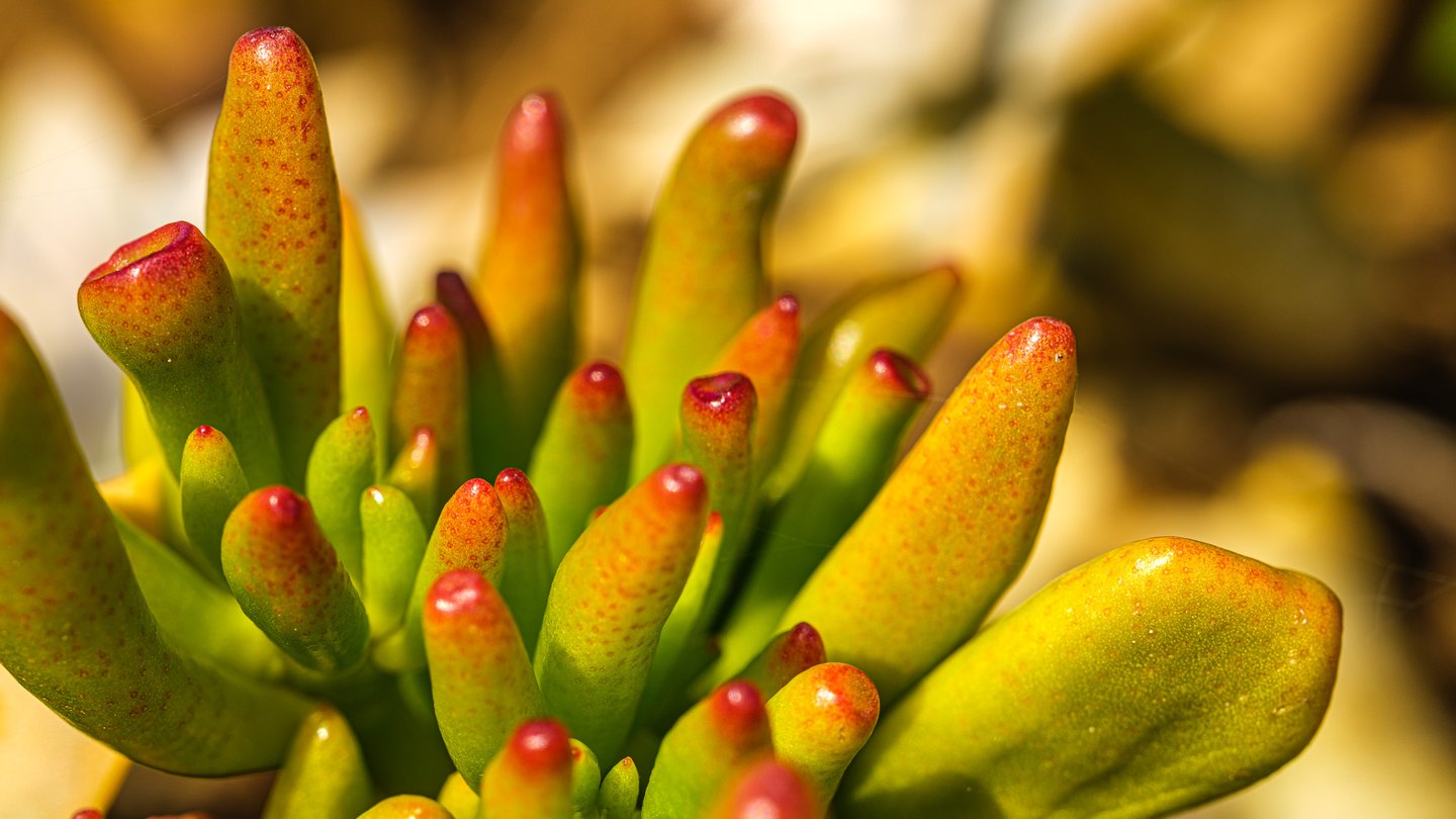 Close-up of tubular green succulent leaves with red tips and golden highlights against a blurred background.