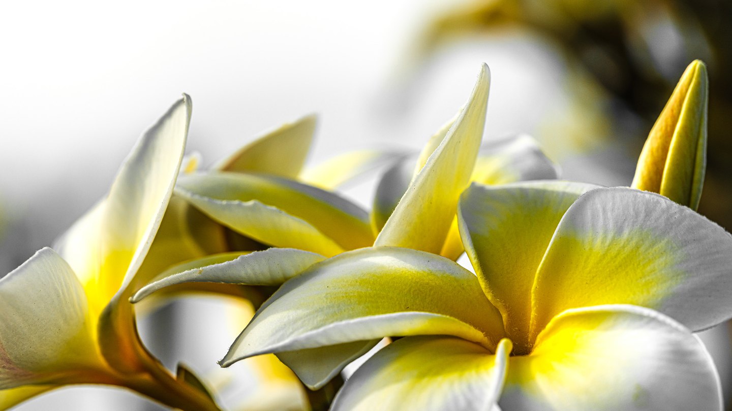 Close-up of white frangipani flowers with yellow centers, overlapping curved petals, and an upright unopened bud.
