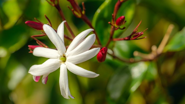A white flower with long, narrow petals sits among deep pink buds and reddish stems against blurred green leaves.