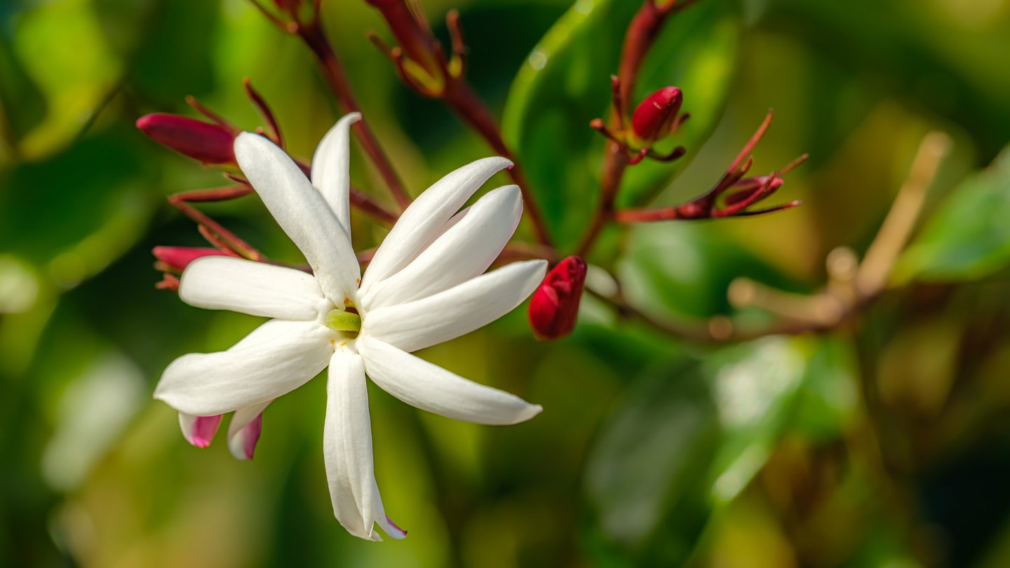 A white flower with long, narrow petals sits among deep pink buds and reddish stems against blurred green leaves.