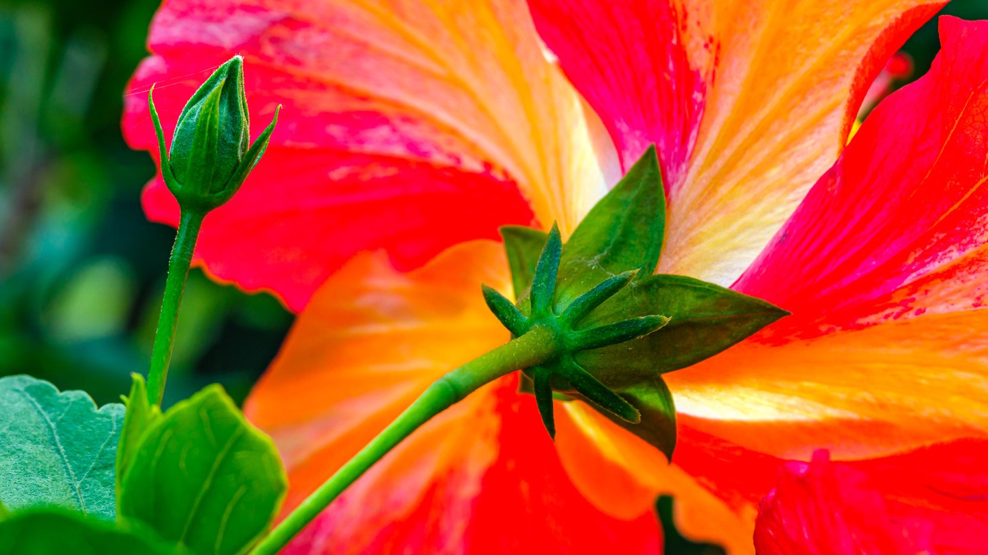 The back of a red and orange hibiscus flower fills the frame beside a closed green bud and leaves.