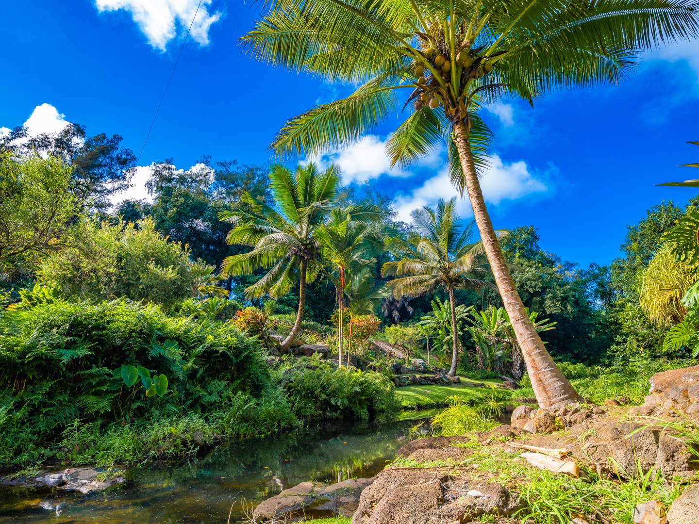 Coconut palms rise above dense greenery and a narrow stream, with sunlit rocks beneath a vivid blue, cloud-dotted sky.