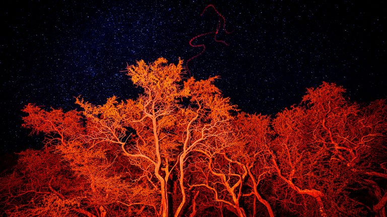 Trees glow vivid orange and red beneath a dark sky dotted with blue-white stars and a winding red light trace.