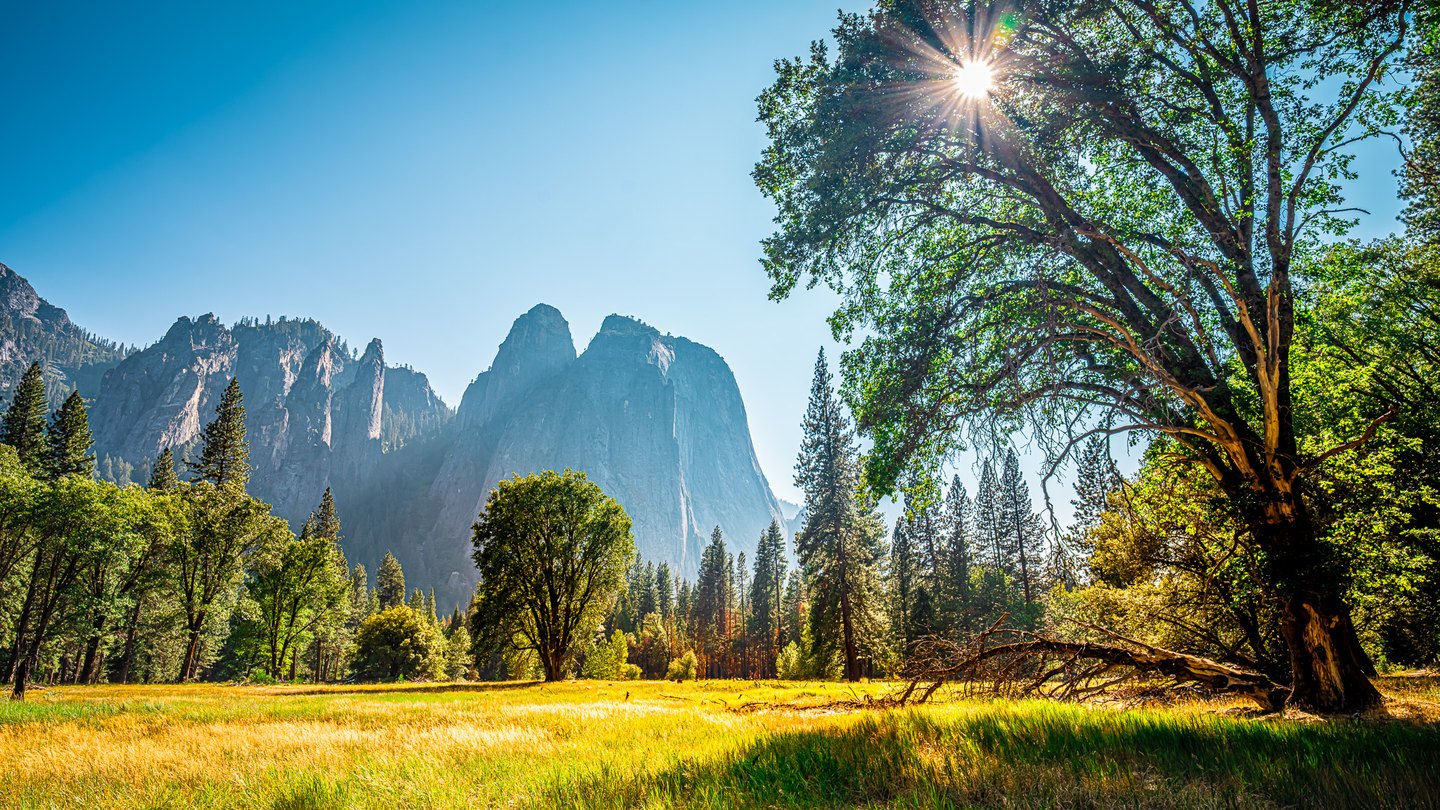 Sunlight streams through a large tree above a golden meadow, with conifers and towering rock cliffs beyond.